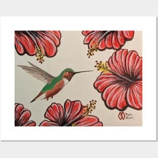 Allen's hummingbird drinking nectar from the hibiscus flowers Posters and Art